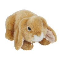 Lop-Ear Rabbit