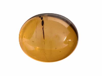 Natural Amber, Oval Cabochon,  12x10mm