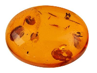 Natural Amber, Oval Cabochon,  14x10mm