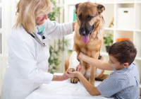 Pet First Aid Level 2 (VTQ)