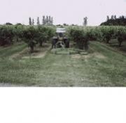 Rotary Mowers - orchard mowers