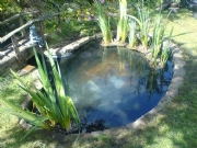 Pond Maintenance and Contracts