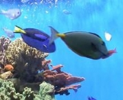 Aquarium Installation Services