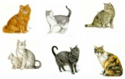 Cats and Kittens Ceramic Transfers