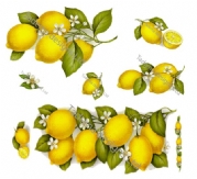 Lemon Ceramic Transfers