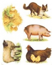 Farm Animals Prints