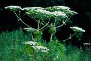 Giant Hogweed Solutions