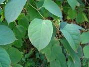 Japanese Knotweed Soloutions