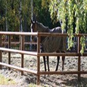 Equestrian Paddock Post and Rail Fencing