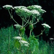Giant Hogweed Information