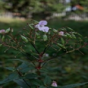 Himalayan BalsamIdentification