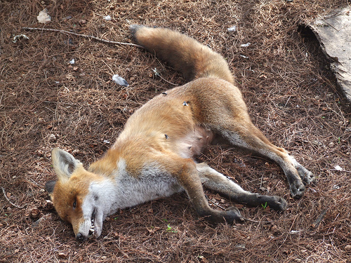 Dead Fox Removal in London