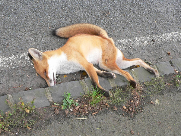 Dead Fox Removal in Essex
