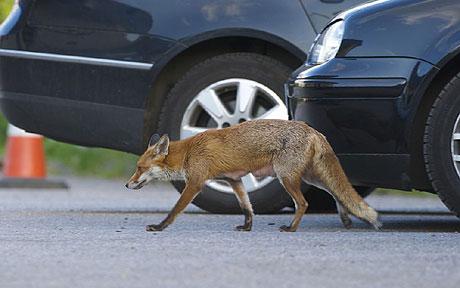 Disposing of Dead Foxes