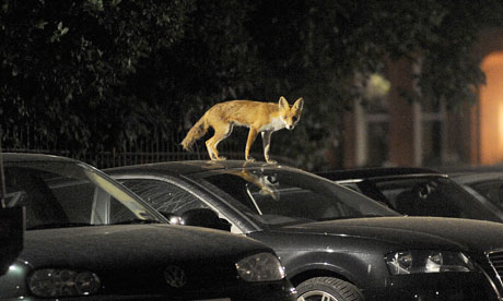 Fox Monitoring in London