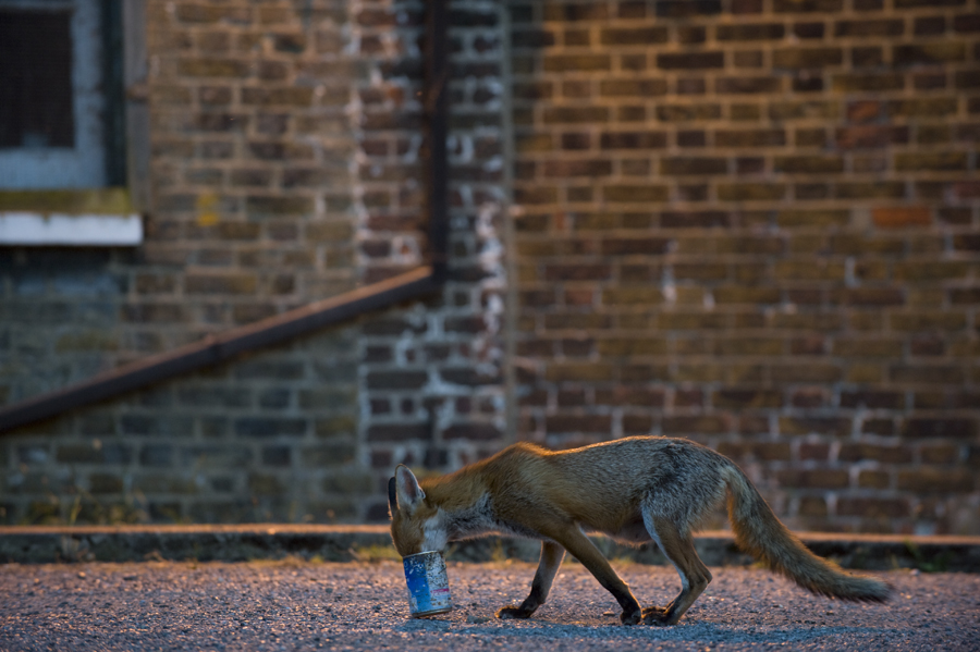 Urban Fox Control in Essex