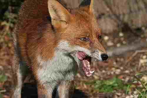 Pest Control for Foxes in London