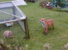 Fox attacking pets
