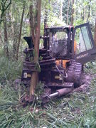 Tree Clearance