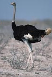 Ostrich Breeder Feed Suppliers