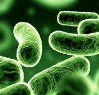 Legionella Risk Assessments