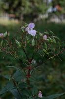 Himalayan Balsam Control