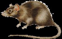 Rodenticides Concentrates for Local Manufacture