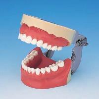Infiltration Anesthesia Jaw Model