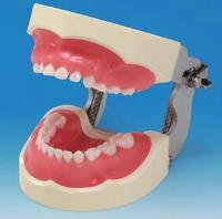 Soft Gingiva Jaw Model