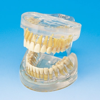 Anatomical Tooth Models