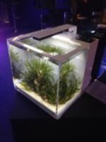 Desk Top Fish Tank