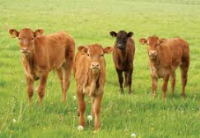 Sheel Colostrum Replacements