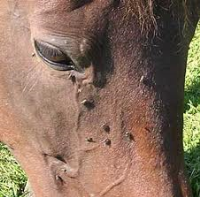 Horse Fly Prevention Solutions