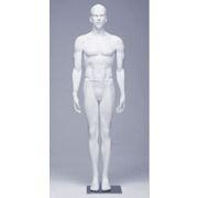 Male Alpha Mannequins &#45; ALMO1