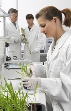 High Specification Growth Rooms for Maize