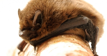 Bat Survey, Assessment & Licensing