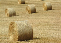 Equine Fodder Suppliers In East Sussex