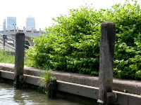 Japanese Knotweed Eradication In London