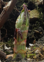 Japanese Knotweed Contaminated Soil Filtering In London