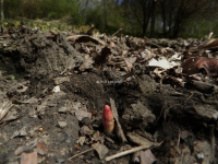 On site stock pile/relocation In London