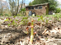 In Situ Japanese Knotweed Eradication In Birmingham