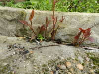 Giant Hogweed Specialists In Warrington