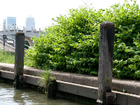Indian Balsam Specialists In Warrington