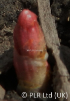 Reynoutria compactum Eradication In East Anglia