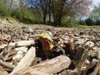 Japanese Knotweed Cell Burial In East Anglia