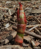 Japanese Knotweed Solutions In Central London