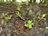 Invasive Weed Specialists In Central London