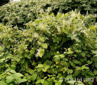 Instant Japanese Knotweed Eradication In East London