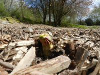 Japanese Knotweed Cell Burial In East London