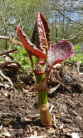 Invasive Weeds CPD Certified Training In East London